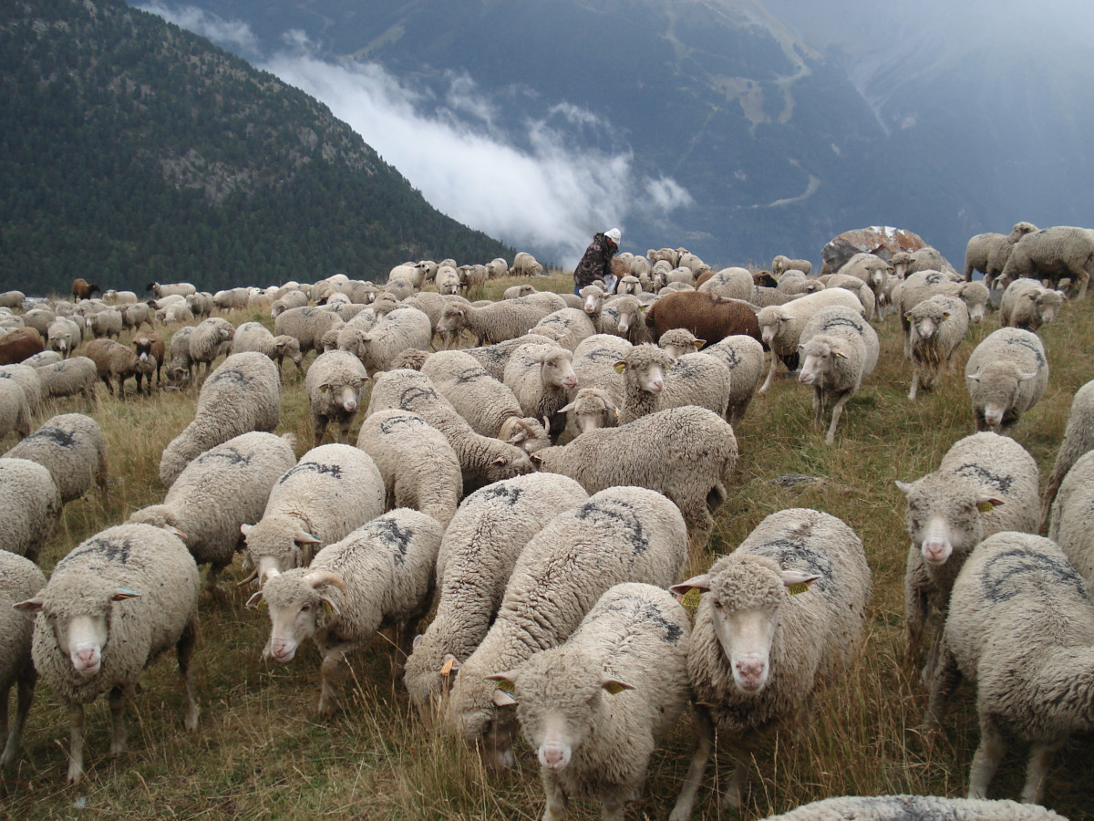 Moutons en alpage